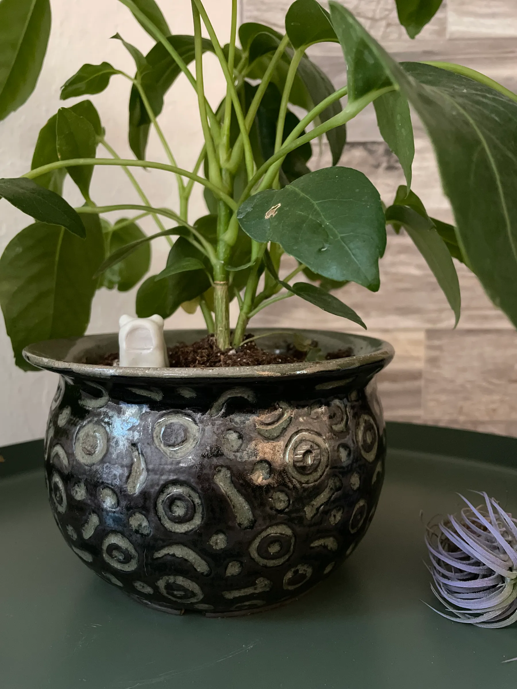 Stingray Planter